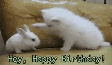 Happy Birthday Cat GIF - Happy Birthday Cat Rabbit GIFs