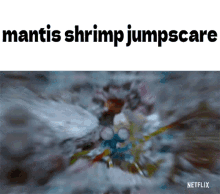 Jumpscare Mantis Shrimp GIF - Jumpscare Mantis Shrimp Spooky GIFs