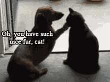 Funny Animals Dog GIF - Funny Animals Dog Cat GIFs