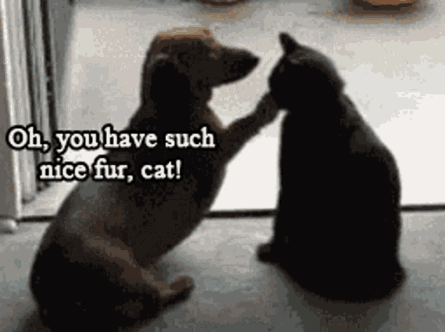 Funny Animals Dog GIF - Funny Animals Dog Cat - Discover & Share GIFs