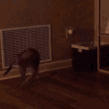 Cat Confused GIF - Cat Confused Panic GIFs