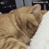 a close up of a cat sleeping on a white blanket