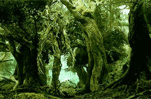 Lotr Treebeard GIF - Lotr Treebeard GIFs