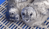 Seal Seals GIF - Seal Seals Cute GIFs
