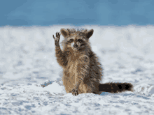 Raccoon Hi GIF - Raccoon Hi Bye GIFs