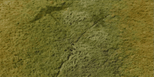 a close up of a green carpet with a few spots of white
