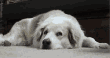 a large white dog is laying down on the ground .