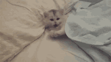 Cat Cute GIF - Cat Cute Sleep GIFs