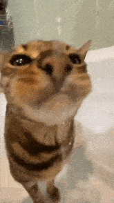 a close up of a cat standing next to a bathtub looking at the camera .