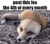 a picture of a fox laying on its back with the caption post this fox the 4th of every month .