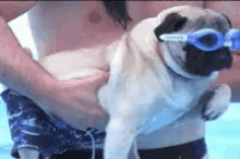 13 GIF - Dog Swim Pug GIFs