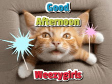 Good Afternoon Weezer Good Afternoon Weezygirls GIF - Good Afternoon Weezer Good Afternoon Weezygirls Weezygirls GIFs