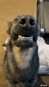Aarna Dog GIF - Aarna Dog Silly Dog GIFs
