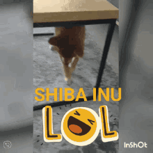 Shibainu GIF