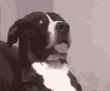 Dog Say What GIF - Dog Say What Wait What GIFs