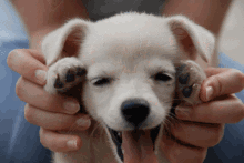 Cute Dog Puppy GIF - Cute Dog Puppy Cute Puppy GIFs