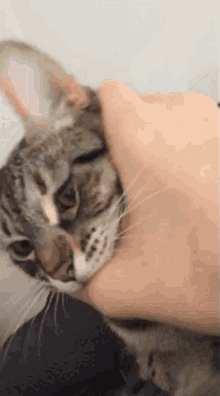 Aggresive Bad GIF - Aggresive Bad Cat GIFs