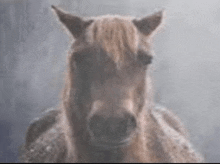a close up of a horse 's face looking at the camera in a foggy room .