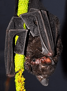 a bat is hanging upside down from a green rope