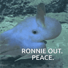 Ronnie Octopus GIF - Ronnie Octopus GIFs