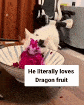 Cat Dragon Fruit GIF - Cat Dragon Fruit Gato GIFs