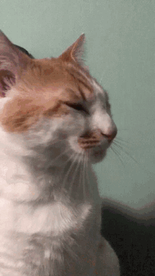 a close up of a cat with its eyes closed