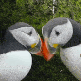 Puffin Kissing GIF - Puffin Kissing Beak GIFs