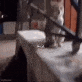 Cat Real GIF - Cat Real Funny GIFs