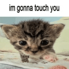 a kitten is sitting on a bed with the words `` im gonna touch you '' written on it .