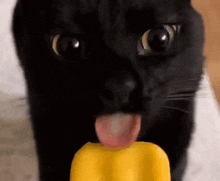 Cat Lick GIF