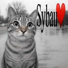 a black and white photo of a cat with sybau written on the top