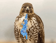 Hawktuah Love GIF