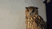 Yoll Nika Zubra GIF - Yoll Nika Zubra Eagle Owl Yoll GIFs