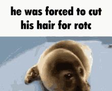 rotc haircut pain seal crying