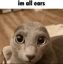 a close up of a cat 's face with the words `` i 'm all ears '' written above it .