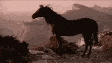 a black horse is standing on top of a rocky hillside .
