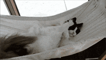 a black and white cat is sleeping in a hammock