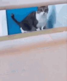 Musediet Cat GIF - Musediet Cat Funny GIFs