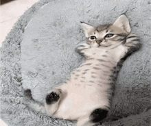 a kitten is laying on its back on a blanket on the floor .