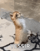 a kitten is standing on its hind legs with the word yessir above it .