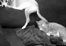 عا GIF - Dog Tail Cat GIFs