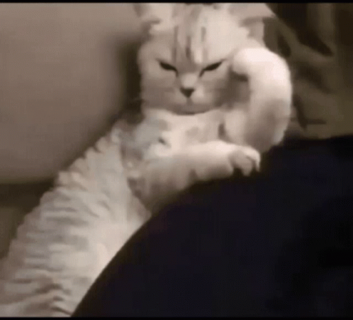 cat angry