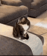 Patchesthecat Dream Patches GIF - Patchesthecat Dream Patches Dreamwastaken Patches GIFs