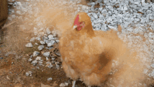 Chicken Excited GIF
