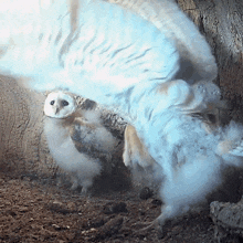 I'M Ready To Fly Barn Owl GIF - I'M Ready To Fly Barn Owl Robert E Fuller GIFs