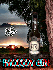 Raccoongin Raccoon Gin GIF