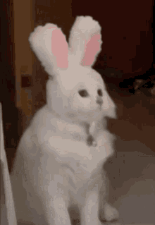 Bunny Rabbit GIF - Bunny Rabbit Cat GIFs