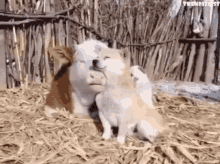 Animal Hug GIFs | Tenor