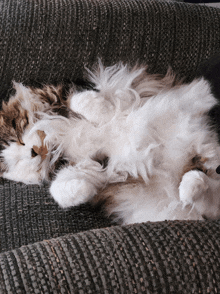 a fluffy brown and white cat laying on its back on a couch