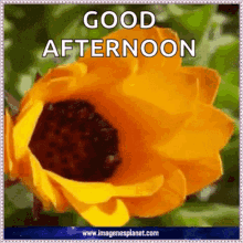 Good Afternoon Bloom GIF - Good Afternoon Bloom Blooming GIFs